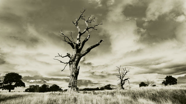 Lightening Trees